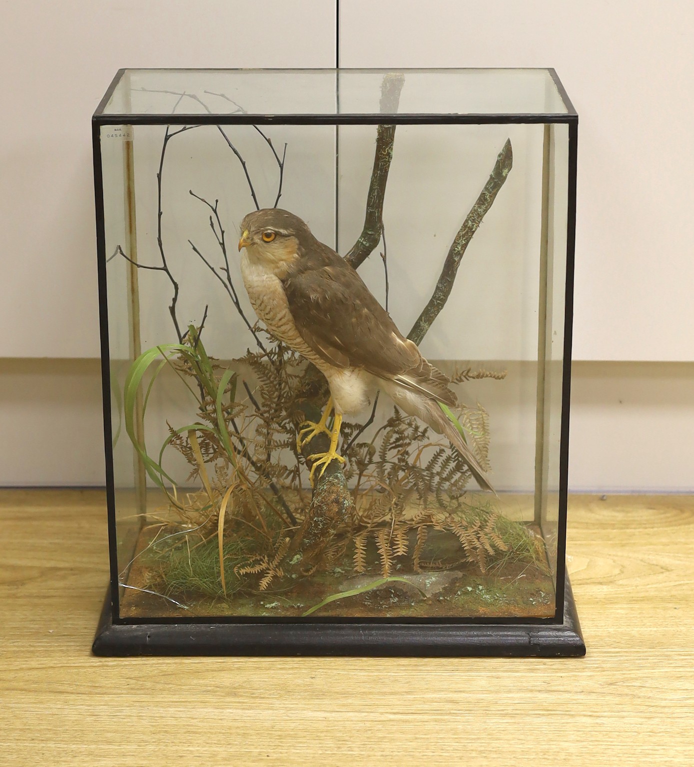 A cased taxidermic male sparrow hawk perched amongst foliage